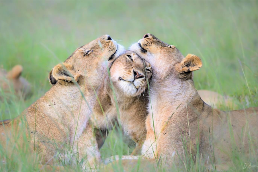 Amboseli National Park
