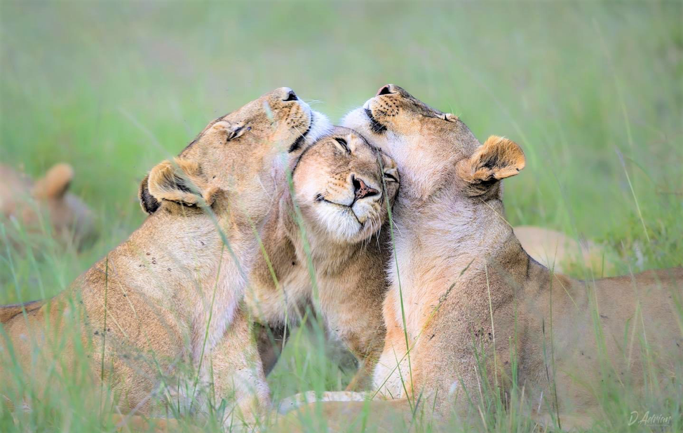 Amboseli National Park